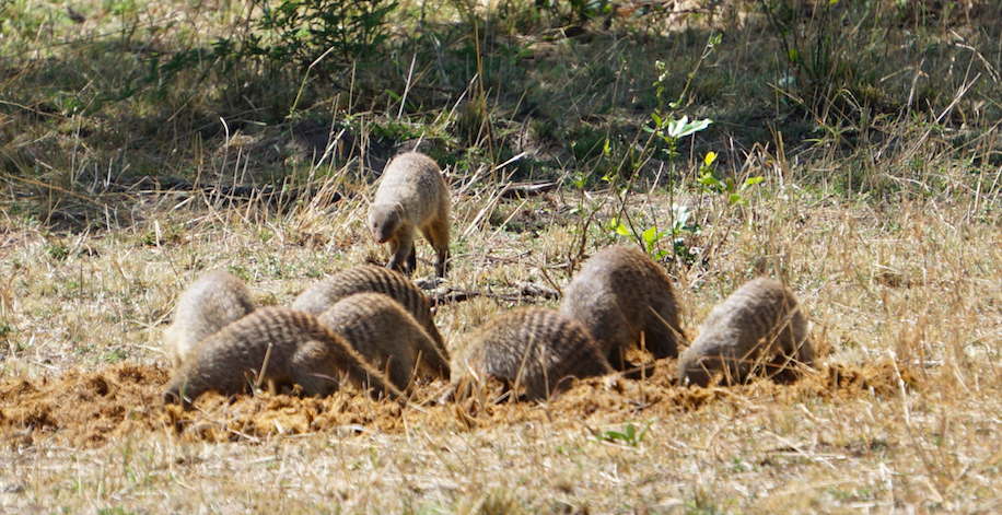 Mongoose